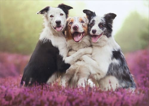 12615719239 greeting card